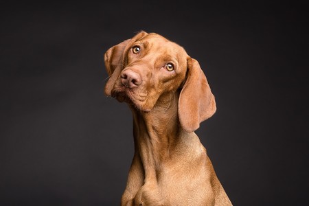 La inteligencia de los perros no parece tan especial si la comparamos con otros animales