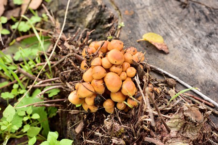 Setas Parque Lineal Del Manzanares Madrid 01