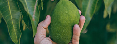 Cómo cultivar tu propio árbol de mango en una maceta dentro de casa, incluso sin tener jardín 
