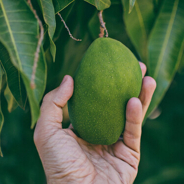 Cómo cultivar tu propio árbol de mango en una maceta dentro de casa, incluso sin tener jardín 