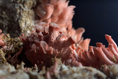 Apple nos muestra algunos experimentos para usar creativamente los modos de cámara lenta, timelapse y la técnica de stop motion de nuestros móviles