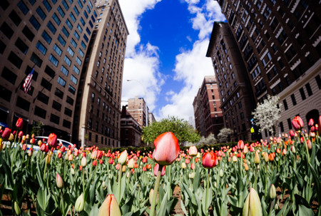 Primavera en Nueva York