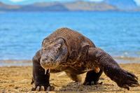 Parque Nacional de Komodo. La maravillosa isla de Flores. Indonesia (y III)