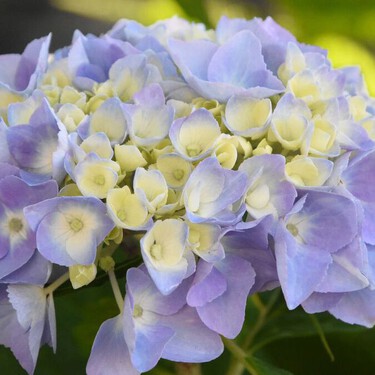 No dejes que el frío te sorprenda: este truco de septiembre hará que tus hortensias florezcan como nunca en primavera