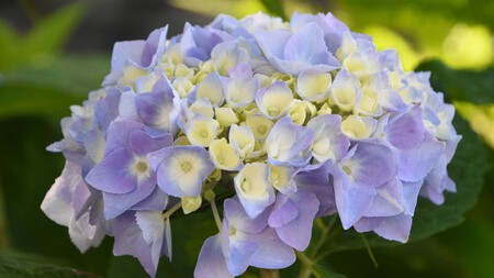 No dejes que el frío te sorprenda: este truco de septiembre hará que tus hortensias florezcan como nunca en primavera