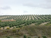 Cambios en las cotizaciones del régimen especial agrario