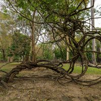 Qué significa este proverbio chino: "Un árbol torcido vive su propia vida, pero un árbol recto se convierte en madera" 