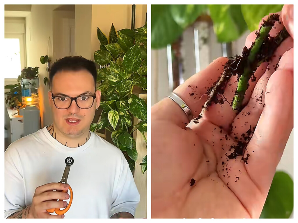 Manuel, experto en plantas, compara ocho métodos para enraizar esquejes y tiene un favorito indiscutible: “Gana claramente”