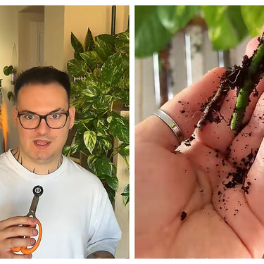 Manuel, experto en plantas, compara ocho métodos para enraizar esquejes y tiene un favorito indiscutible: “Gana claramente” 