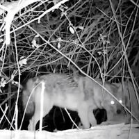 "No era un lobo ni un zorro. Tampoco un perro". Graban por primera vez en España un ejemplar vivo del conocido como lobo urbano: el chacal dorado
