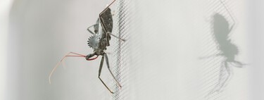 Lidl tiene la mosquitera extensible de quita y pon que nos permitirá dormir con las ventanas abiertas en verano: no necesita taladro