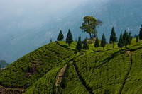 Turismo del té en Darjeeling, India 
