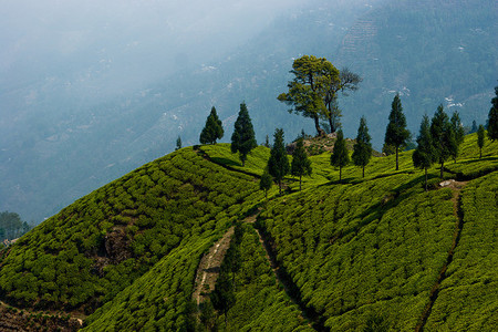Turismo del té en Darjeeling, India 