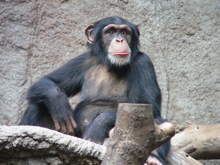 Las chimpancés hembras juegan más con juguetes "femeninos" que los chimpancés macho