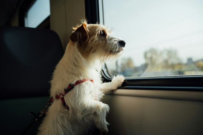 Egor Gordeev 9npaolddyms Unsplash