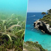 En la bahía de Palma ha aparecido una planta del Mar Rojo. Es un mal augurio sobre el futuro del Mediterráneo