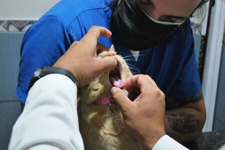 Mexico Aprueba Ley Bienestar Animal Xataka Mexico 2