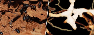 El truco de las hormigas para combatir enfermedades y hongos: cambiar la planificación urbanística sobre la marcha 