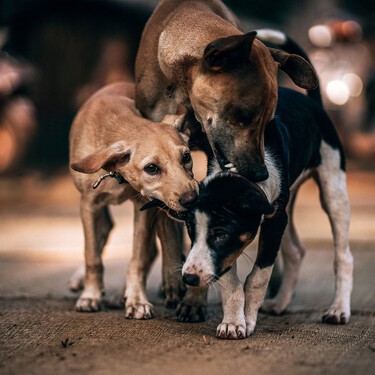 Es importante saber de qué razas viene un perro mestizo, pero no por el pedigrí