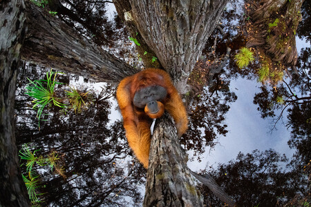 Este orangután de Borneo en peligro de extinción protagoniza la foto ganadora del concurso World Nature Photography Awards 2020