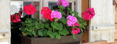 Especialistas em plantas concordam: "Para que os gerânios floresçam abundantemente, regue-os seguindo a regra dos 10%" 