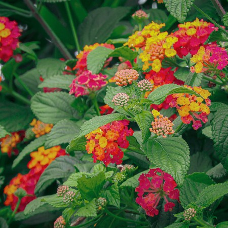 Flores Florecidas Hermosas Y Coloridas De Lantana De Las Indias Occidentales