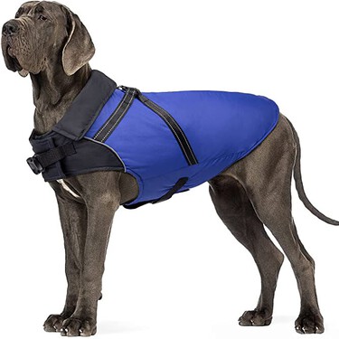 
Las mejores ofertas para perros y gatos en el Prime Day de octubre de Amazon