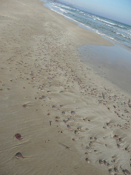 medusas