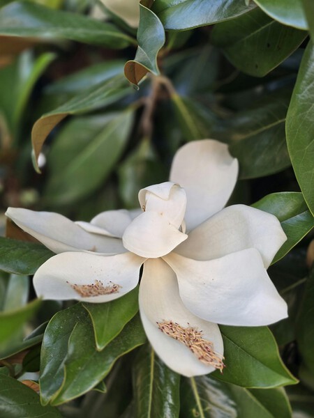 Magnolio