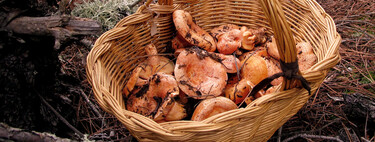 Todo sobre los níscalos o robellones: cómo seleccionar esta seta de otoño, cómo cocinarla y seis recetas para que brillen