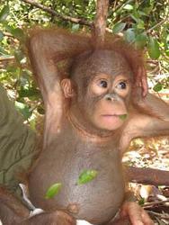 La comunicación por gestos de los orangutanes