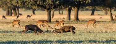 Este pueblo de Ciudad Real es uno de los mejores para ver la espectacular berrea del ciervo. Pero también para beber vino