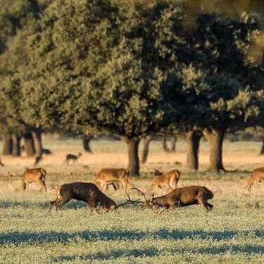 Este pueblo de Ciudad Real es uno de los mejores para ver la espectacular berrea del ciervo. Pero también para beber vino