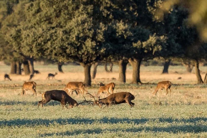 Este pueblo de Ciudad Real es una de las entradas a Cabañeros. También uno de los mejores destinos de enoturismo de Castilla-La Mancha