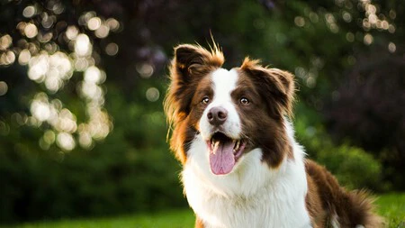 Adrian Conde Veterinario No Recomiendo Tener Un Border Collie En Casa Con Ninos Porque Es Un Perro De Trabajo Y Si No Le Damos Las Necesidades Adecuadas Se Puede Estresar