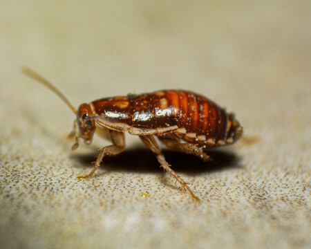 cucaracha