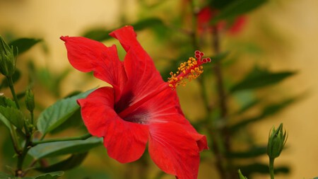 Hibisco