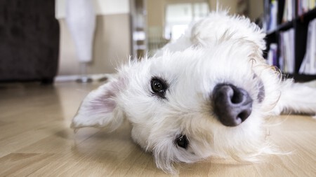 Dog Gb9f8a9001 1280
