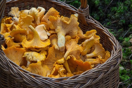 Ornadas Micologicas De Cascante