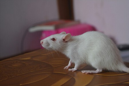 ratas