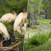 Em 2007, um casal da Flórida comprou um enorme pântano para impedir seu desmatamento; anos depois, a natureza agradeceu 