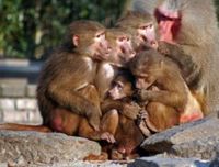 Los planes de parto y la teoría del centésimo mono