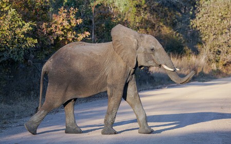 Male Bush Elephant Crossing Road Kafue Jul23 A7r 05179