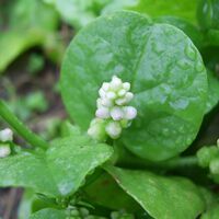 La trepadora que crece a toda velocidad y además se come: una planta ideal para pérgolas, muros y balcones 