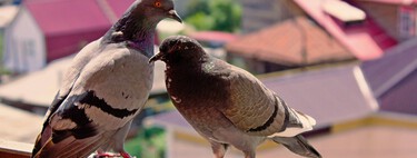 Di adiós a las palomas del balcón o la terraza: los mejores trucos para mantenerlas alejadas sin causarles daño