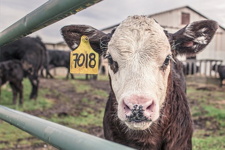 Los eructos de las vacas son incluso peor para el medioambiente de lo que se había calculado