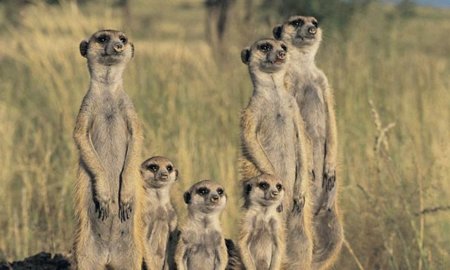 Ubuntu Maverick Meerkat no funcionará en procesadores inferiores al i686
