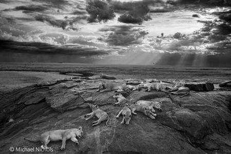 Wildlife Photographer of the Year 2014: un joven español entre los ganadores