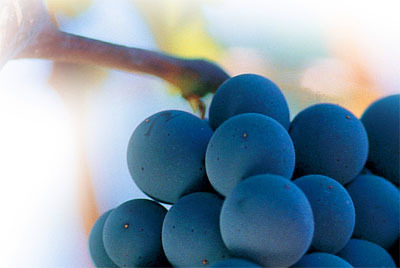 El poder depurativo de las uvas