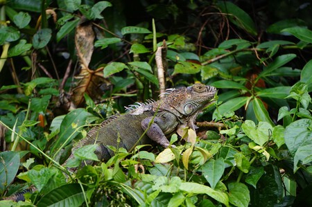 Costa Rica Anabel Palomares 12